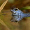 Skokan ostronosy - Rana arvalis - Moor Frog 9949